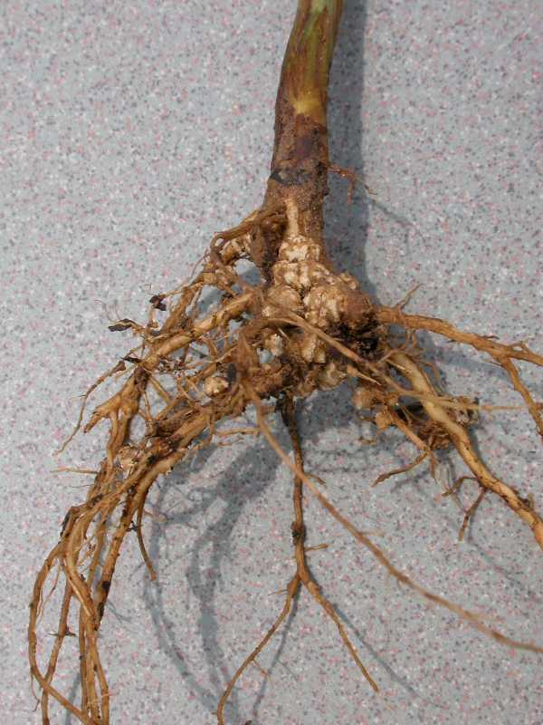 root-knot-nematode